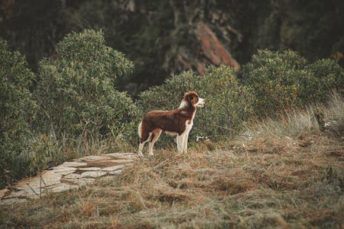 Ücretsiz Kahverengi Ve Beyaz Köpek Stok Fotoğraflar