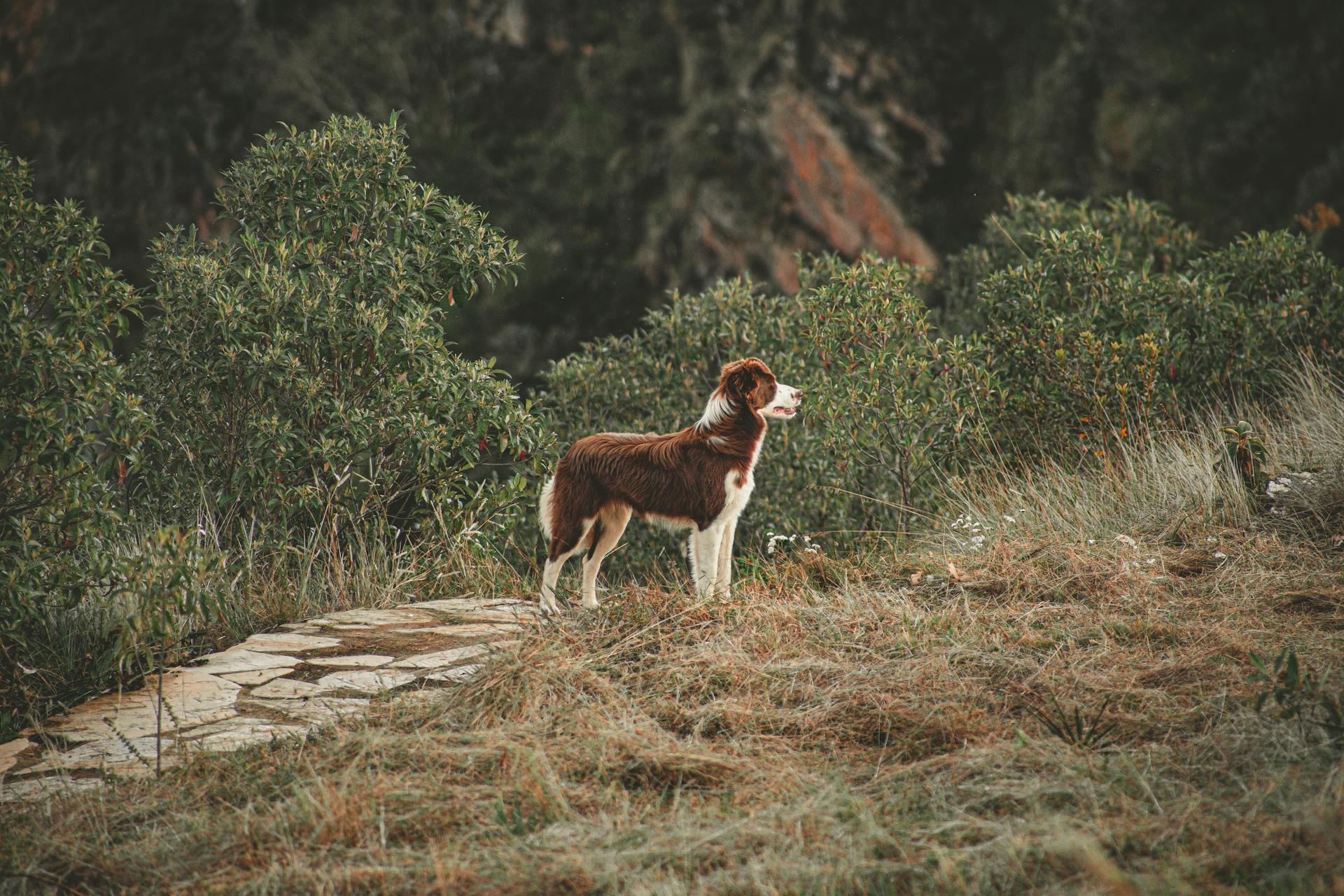 Bruine en witte hond