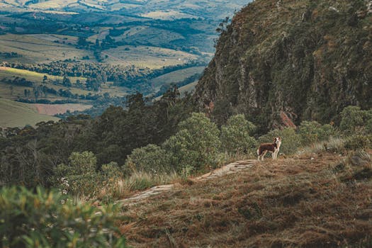 一只狗站在山上，俯瞰着广阔的秀丽山景