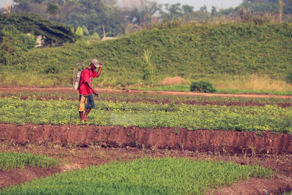 Pertanian Berkelanjutan: Jalan Keluar dari Ketergantungan Pupuk Kimia