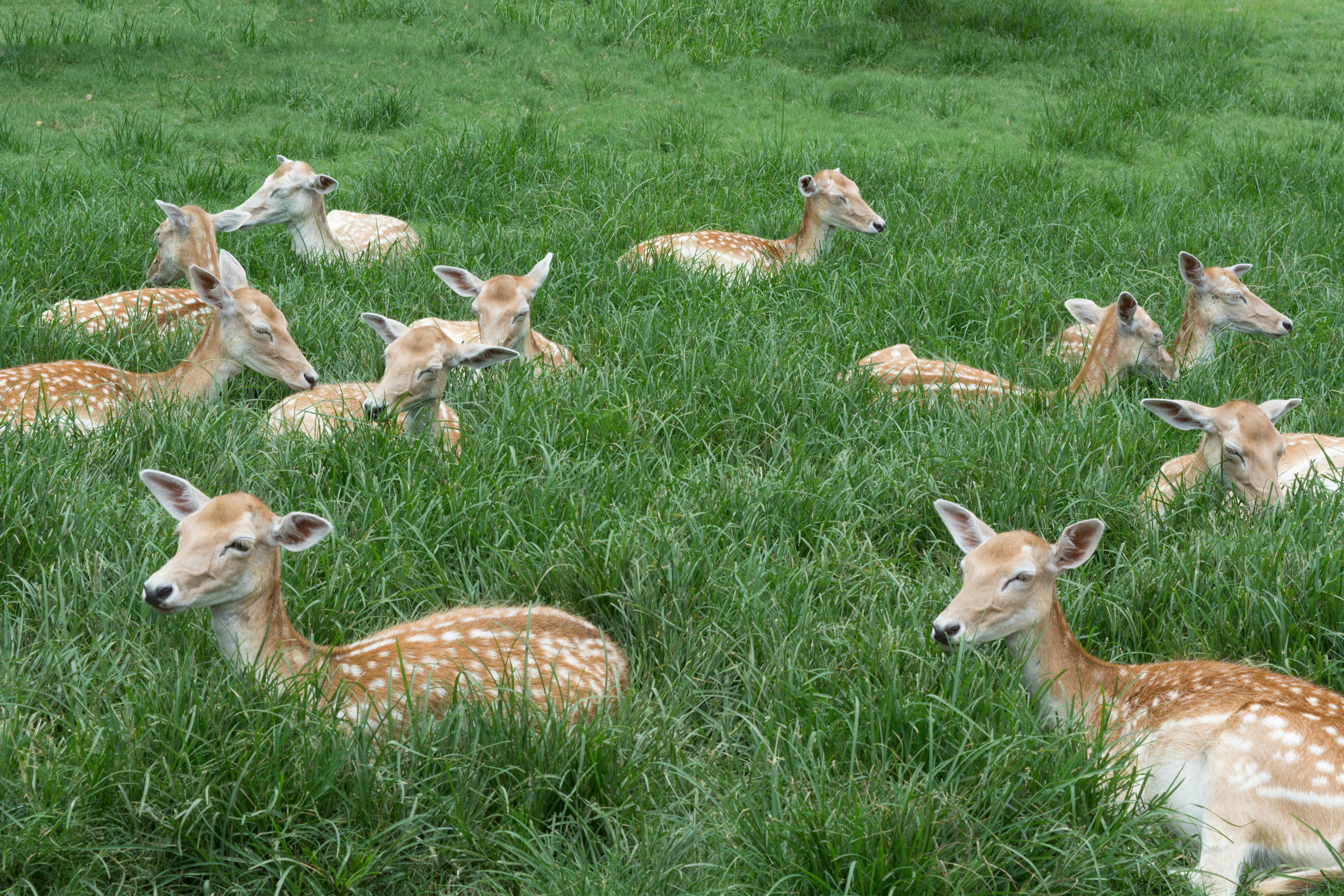 Free stock photo of baby deer, deer, deer fawn