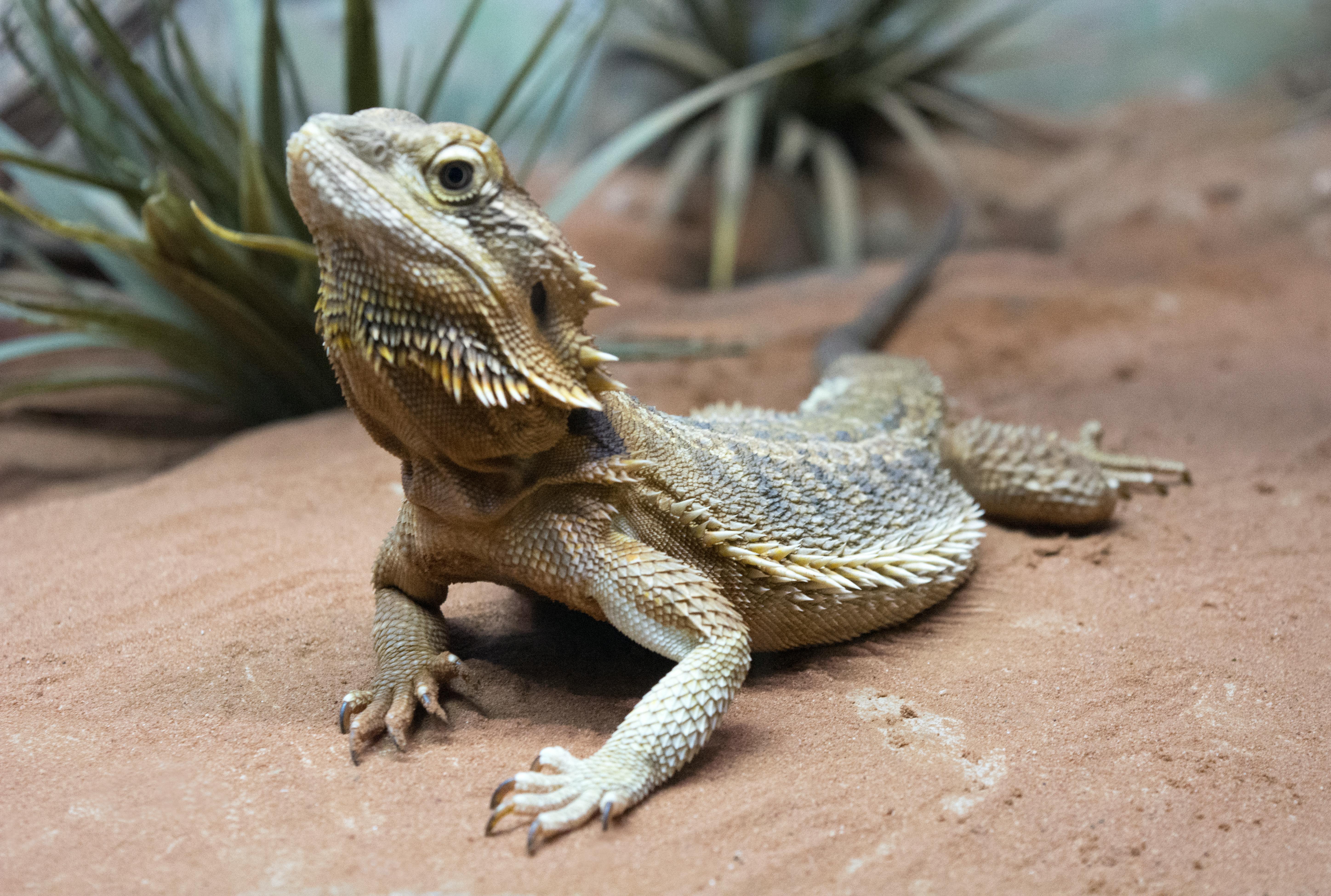 Free stock photo of bearded dragon, iguana, lizard