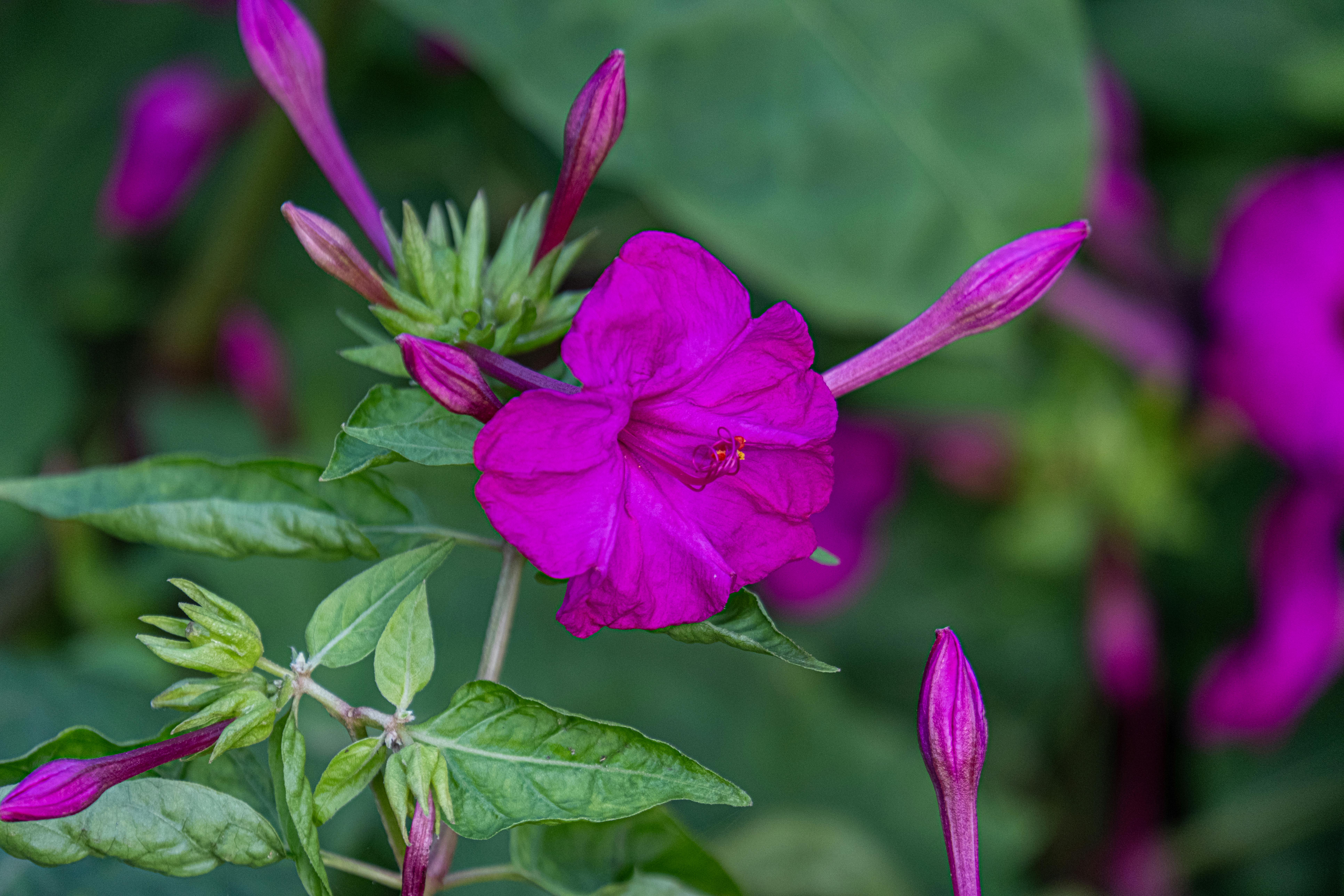 Gratuit Imagine de stoc gratuită din a închide, arbust, botanic Fotografie de stoc