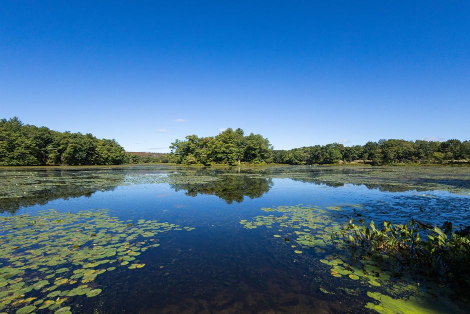 Peaceful lake scene in Concord, MA with clear reflections and lush greenery.