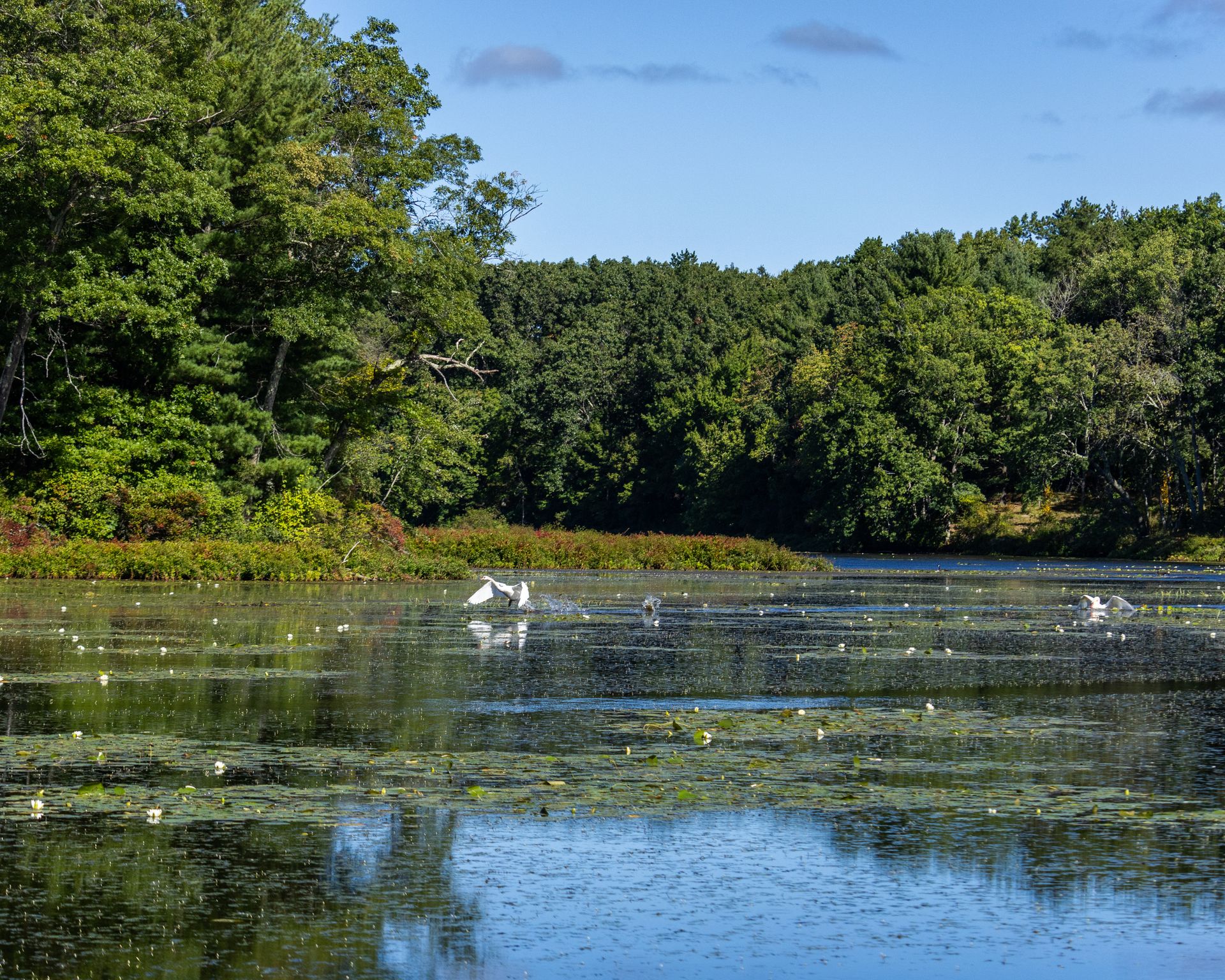 Serene view of Walden Pond with lush trees and water reflections in Concord, MA.