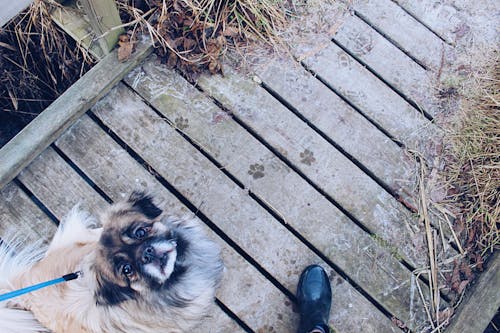 Brown and Black Dog Sitting on Dock While Looking Upwards