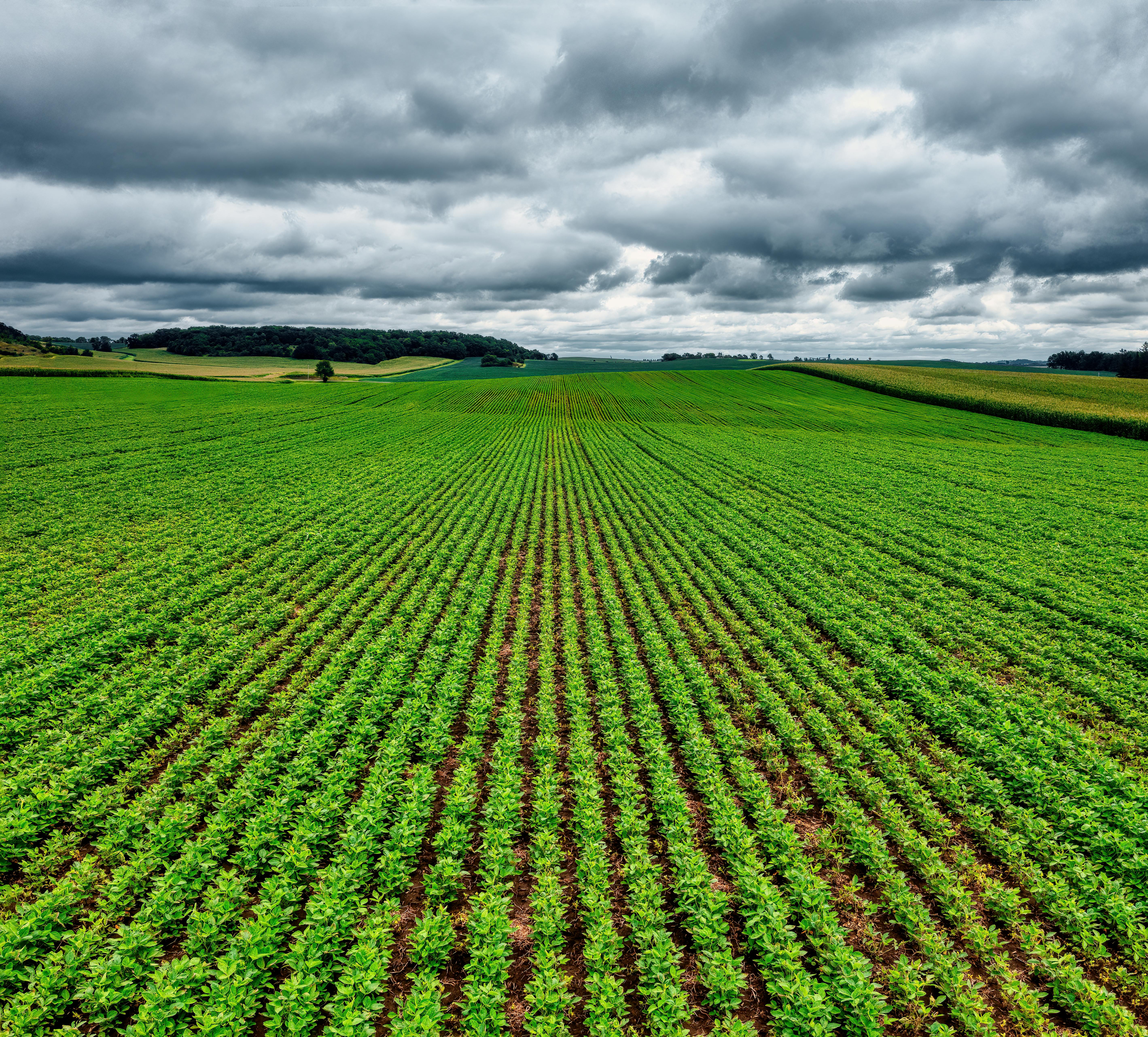 Expansive green farmland under dramatic skies in Elgin, MN, showcasing rural agriculture.
