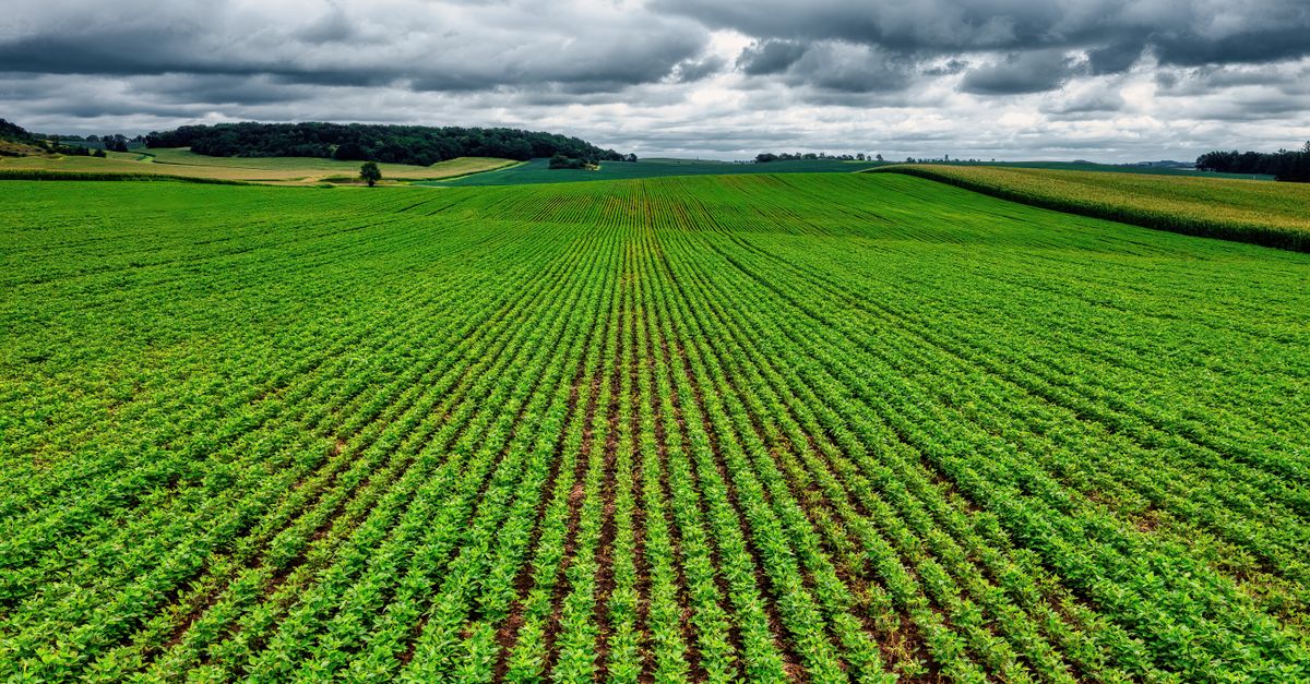Les bienfaits de l'agriculture régénérative pour l'écologie bio