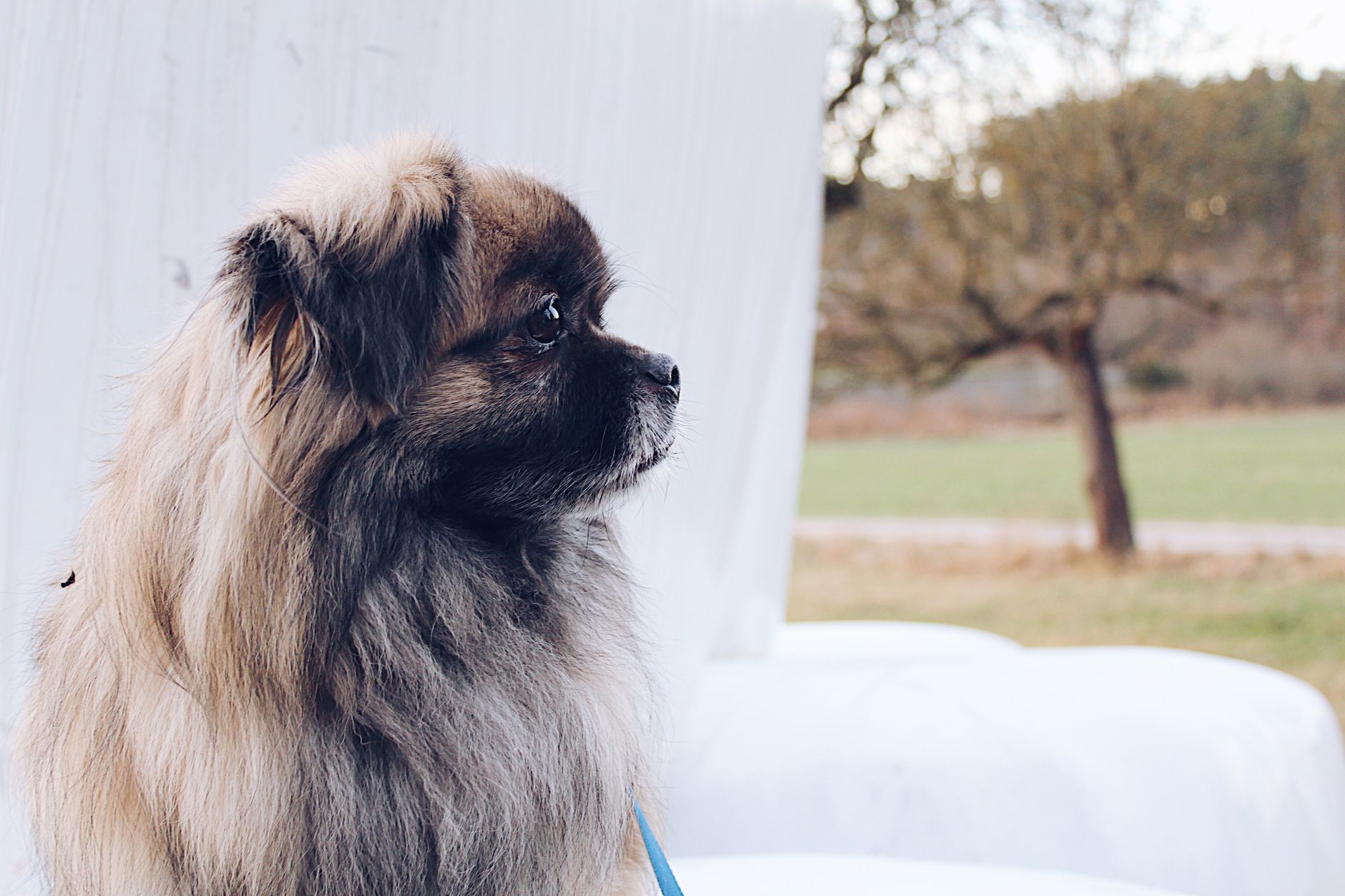Healthcare and wellness consultation for a dog