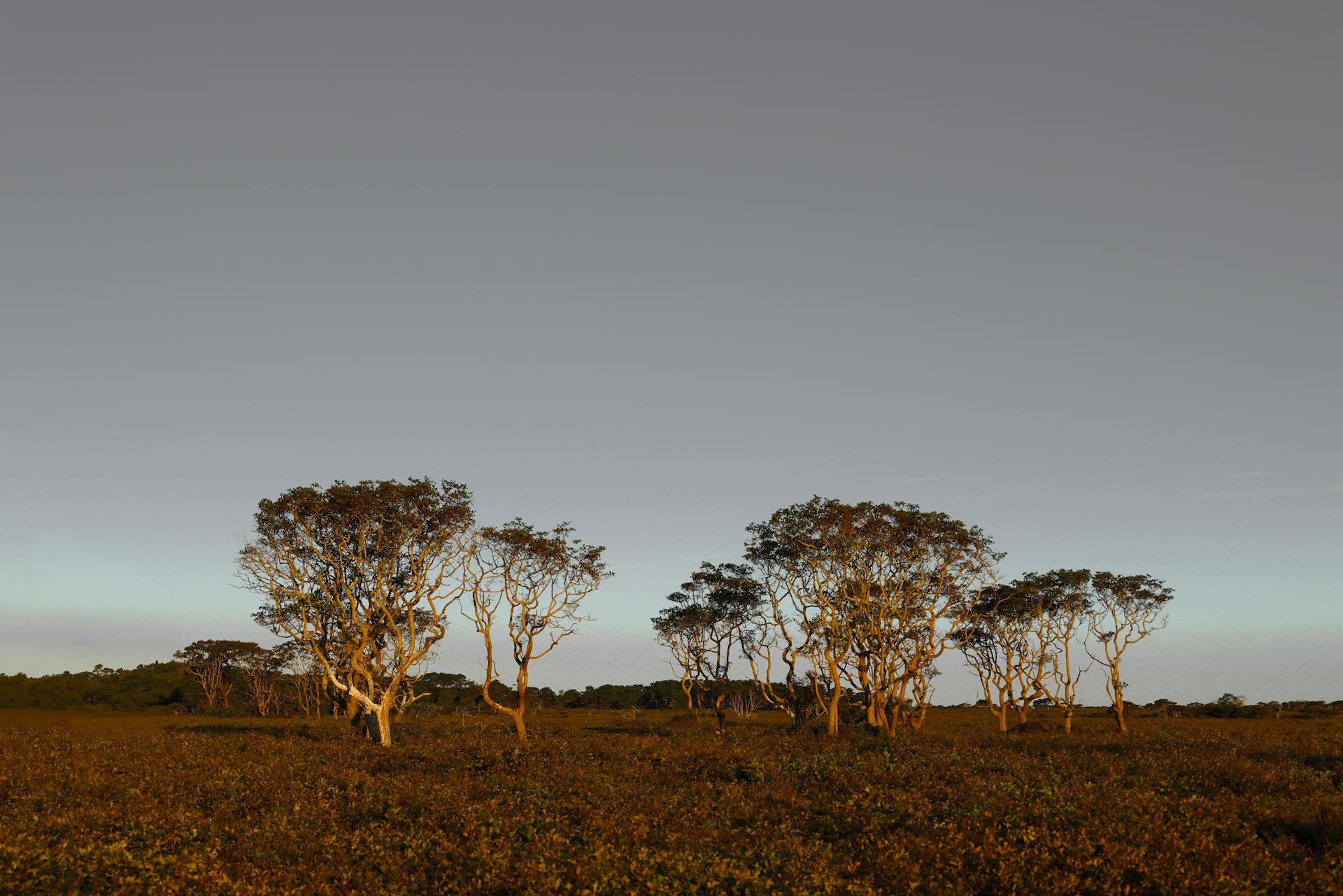 Peaceful trees in a minimalist landscape, captured at twilight on Nantucket Island.