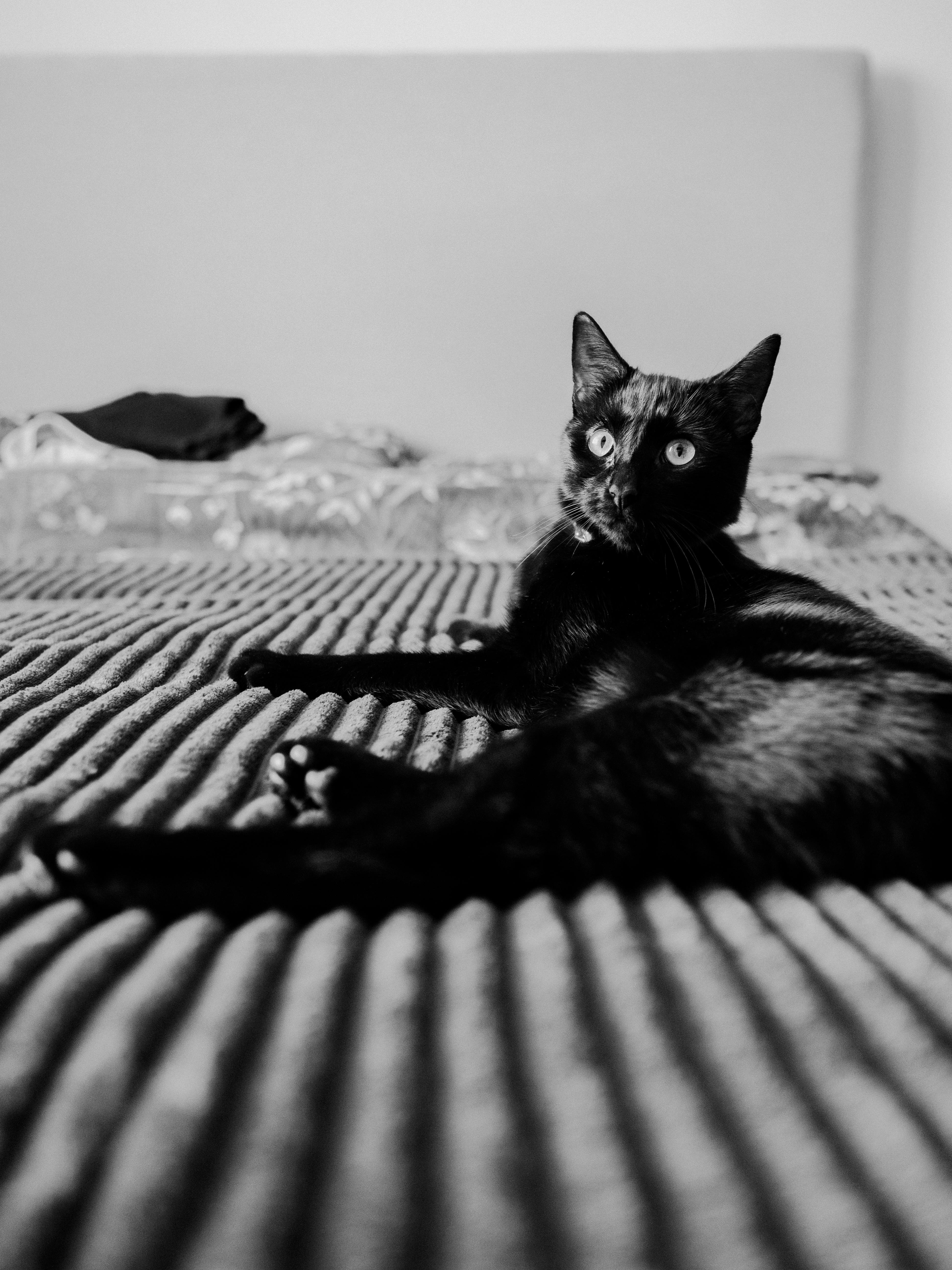 a black cat lying on a bed