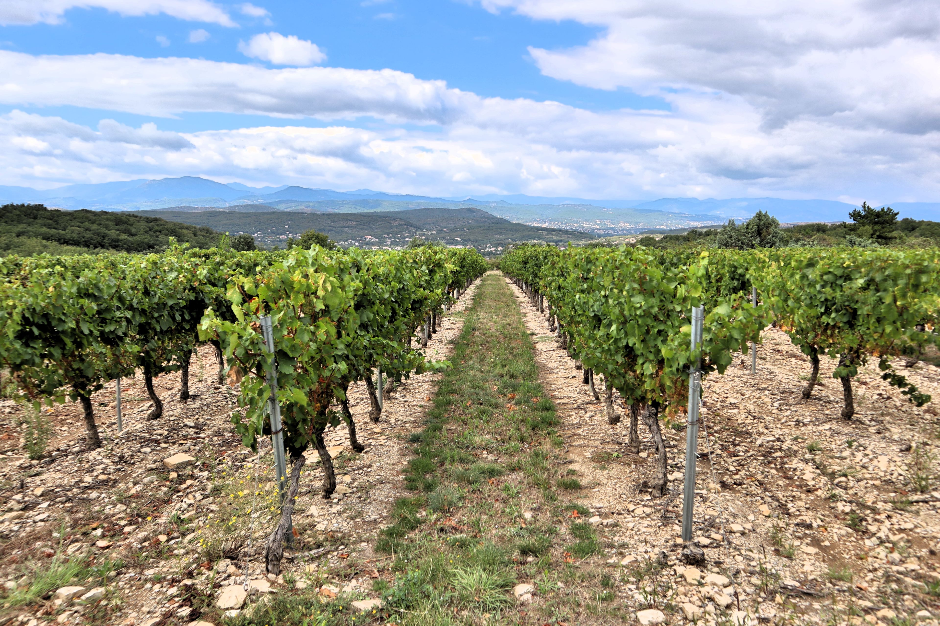 Meknes vineyard landscape