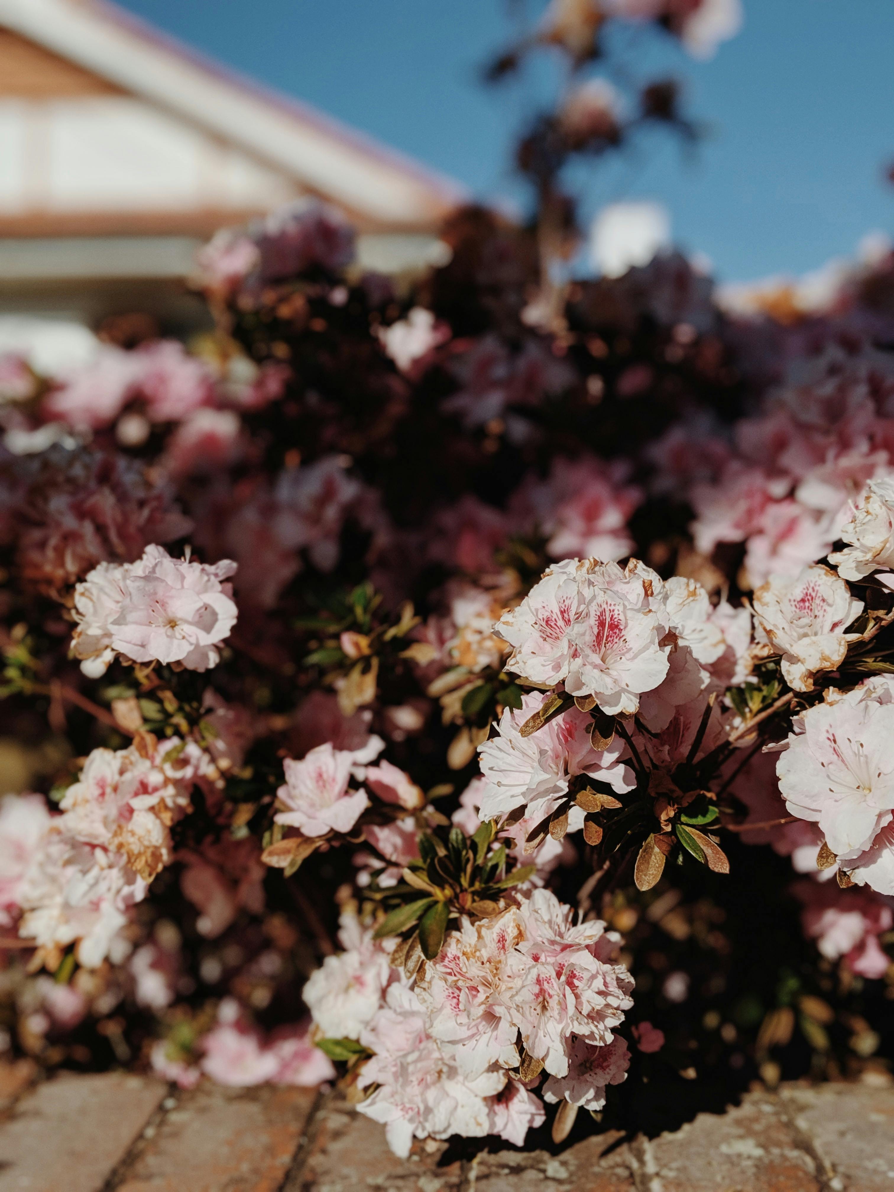 Flowers With Sunlight · Free Stock Photo