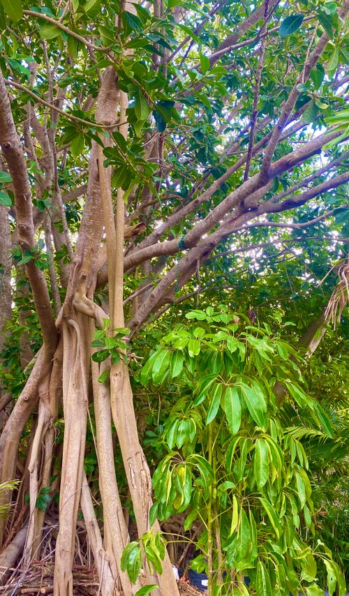 Free The Tropics Stock Photo