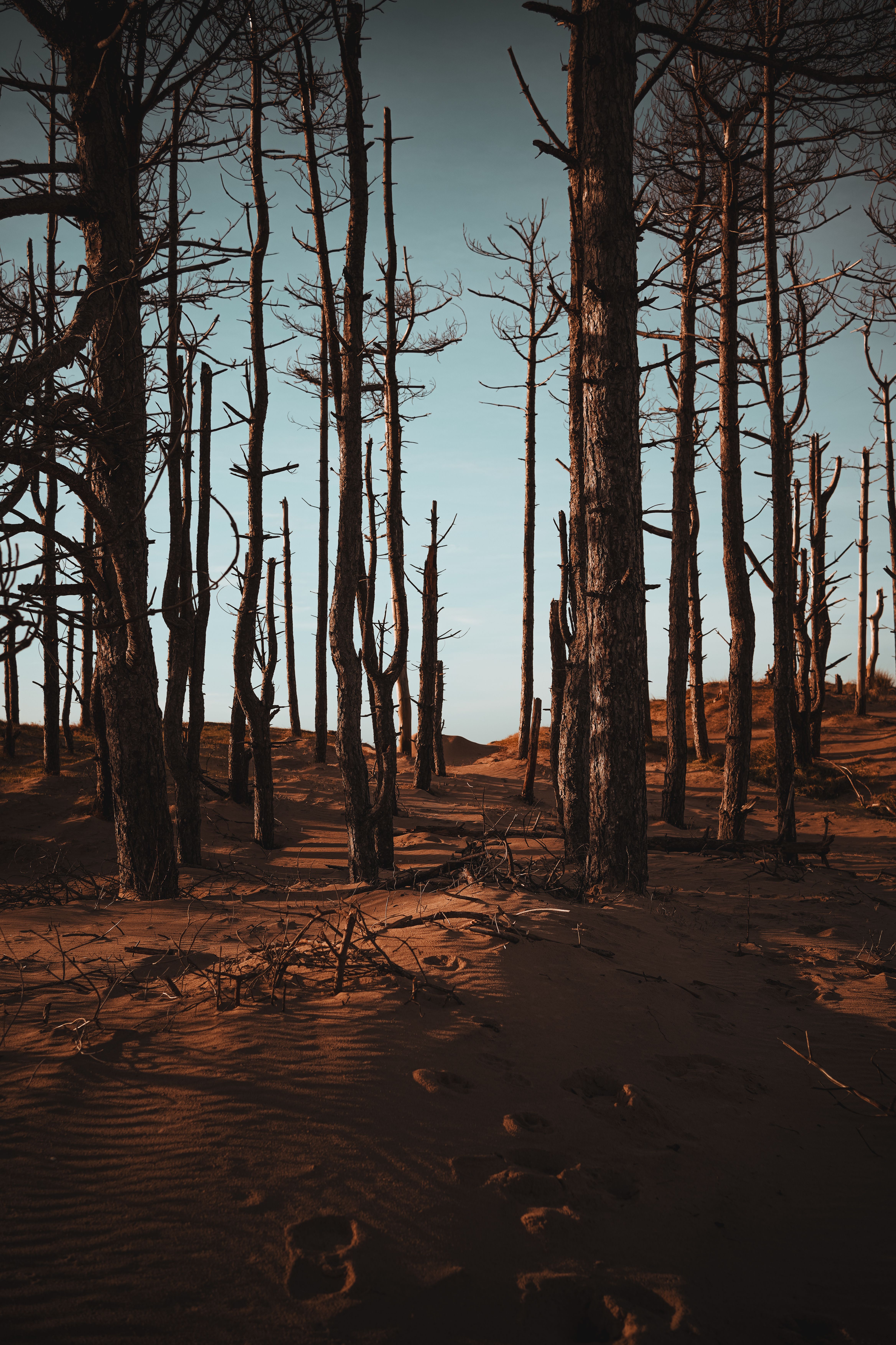 Autumn woodland on Llanddwyn Island, photographed by Nathan J Hilton on Pexels