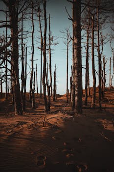 Explore the enchanting autumn woods of Llanddwyn Island, Wales.