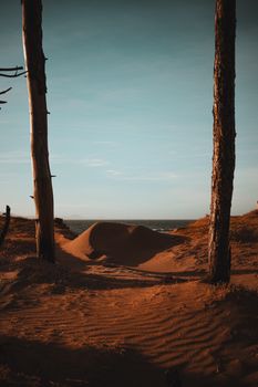 Serene beach landscape featuring sand dunes framed by trees under a warm sky.