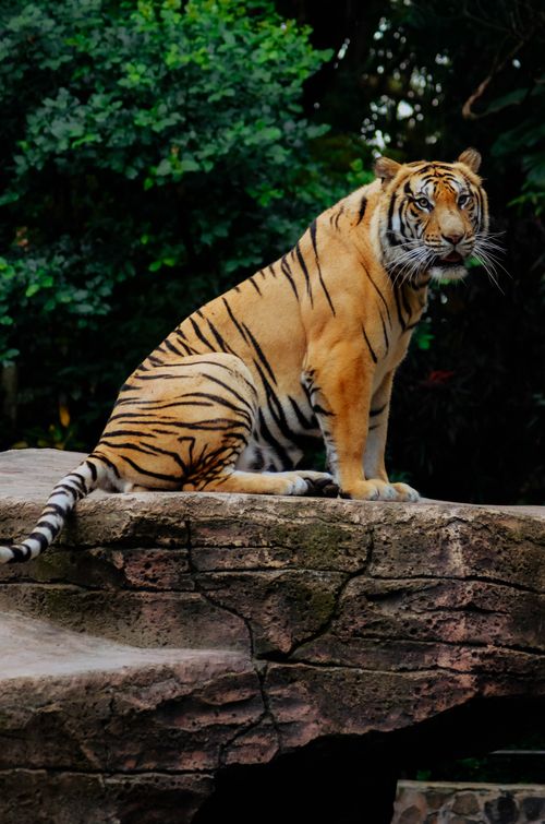 Free Siberian tiger sitting on a rock in a lush jungle setting in Bandung, Indonesia. Stock Photo