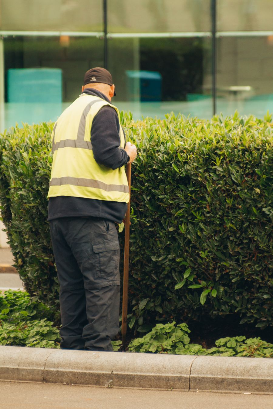 A grounds worker trimming hedges in an urban garden