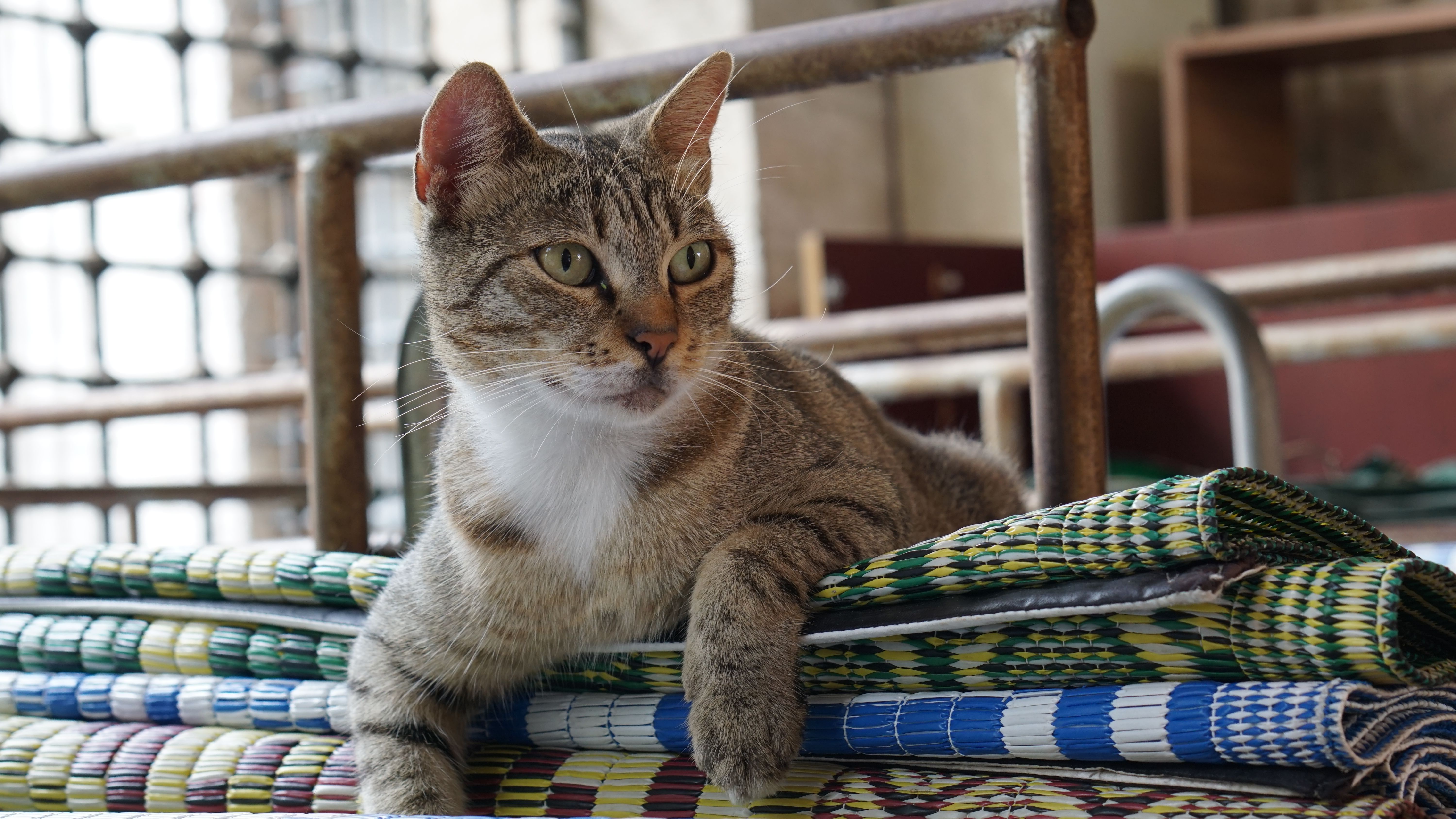 猫の夏グッズを選ぶ前に知っておきたいポイント

① 猫の体温調節の仕組みを理解する
猫は人間のように汗をかいて体温を下げ