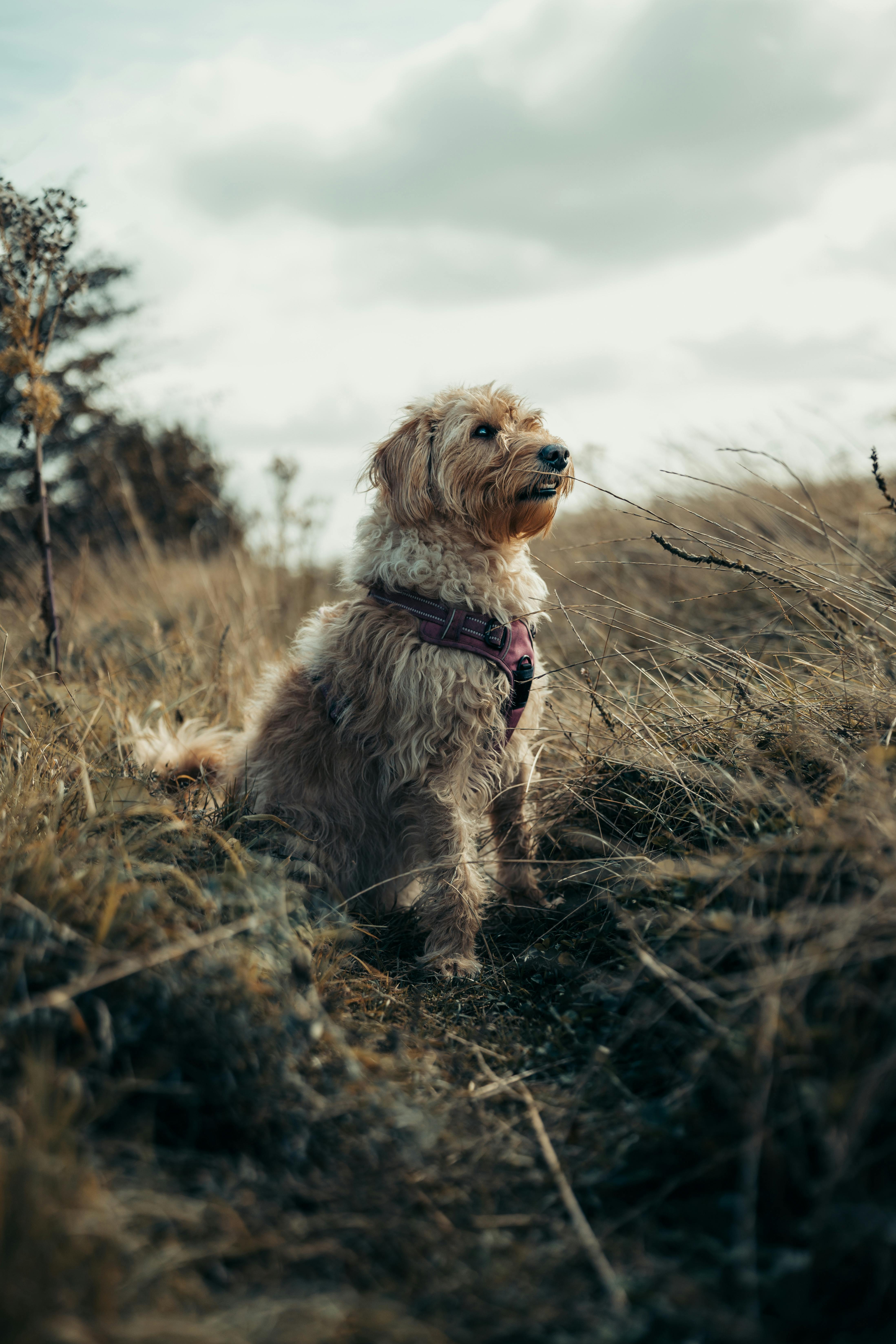 Charming dog sitting in a grassy field, showcasing natural beauty and tranquility.