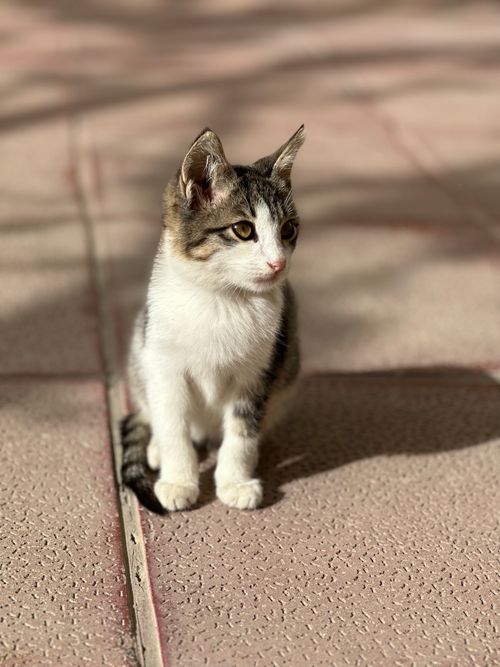Free Cute young kitten sitting outdoors on a sunny day, showcasing its fluffy appearance and relaxed demeanor. Stock Photo