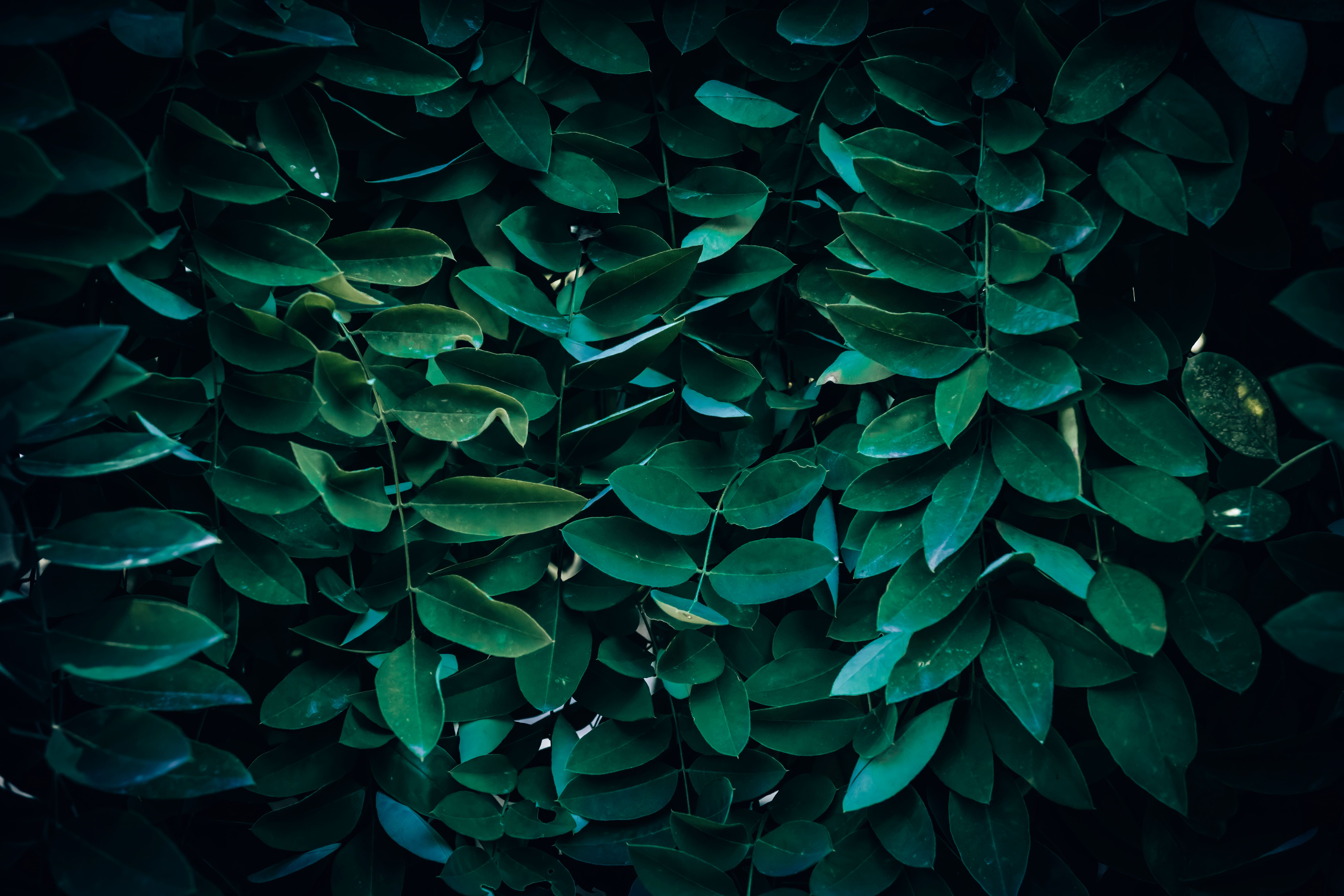 Green Leaf Plants Close-up Photography · Free Stock Photo