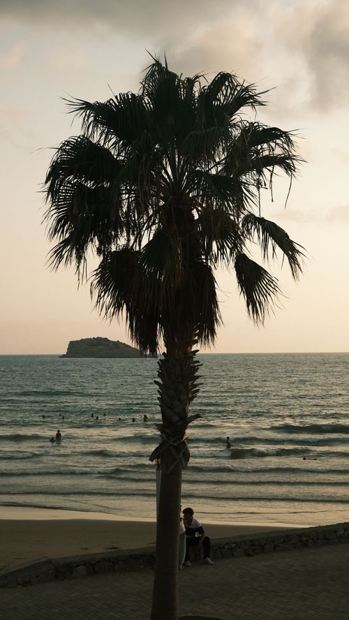 Free A serene tropical beach view with a silhouetted palm tree at sunset. Stock Photo