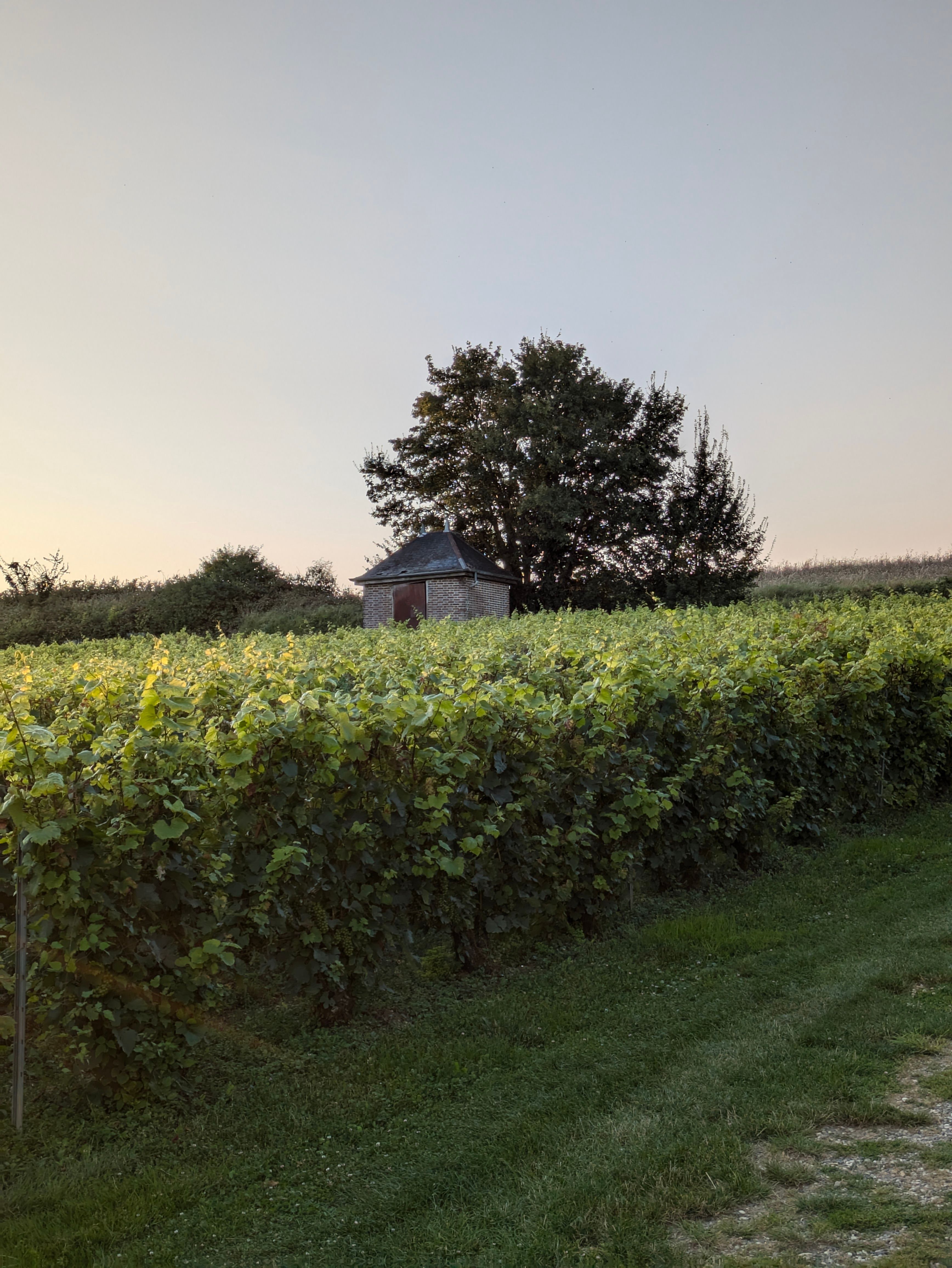 Serene vineyard scene at sunset in Montgueux, Grand Est, France.