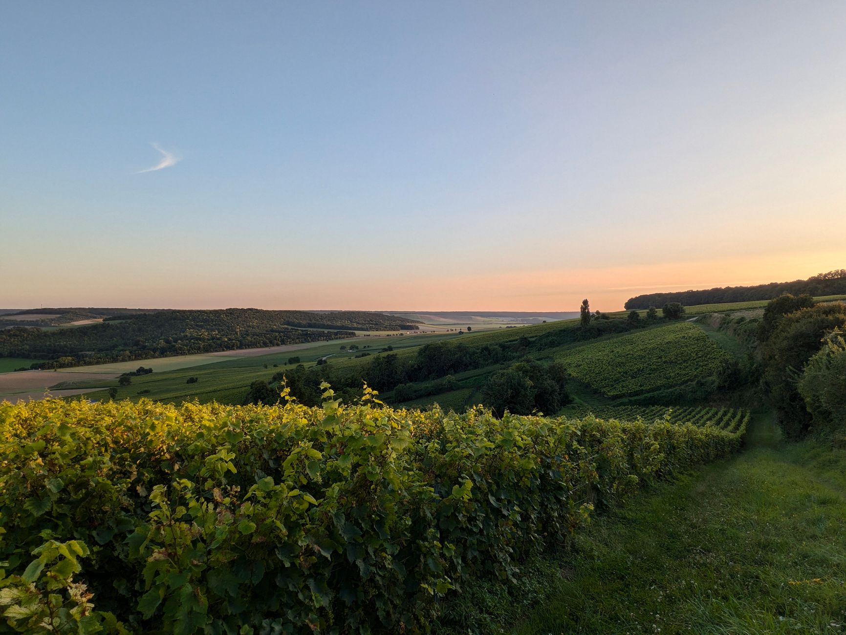 Sustainable Winemaking Shifts From Niche Trend to Industry Standard
