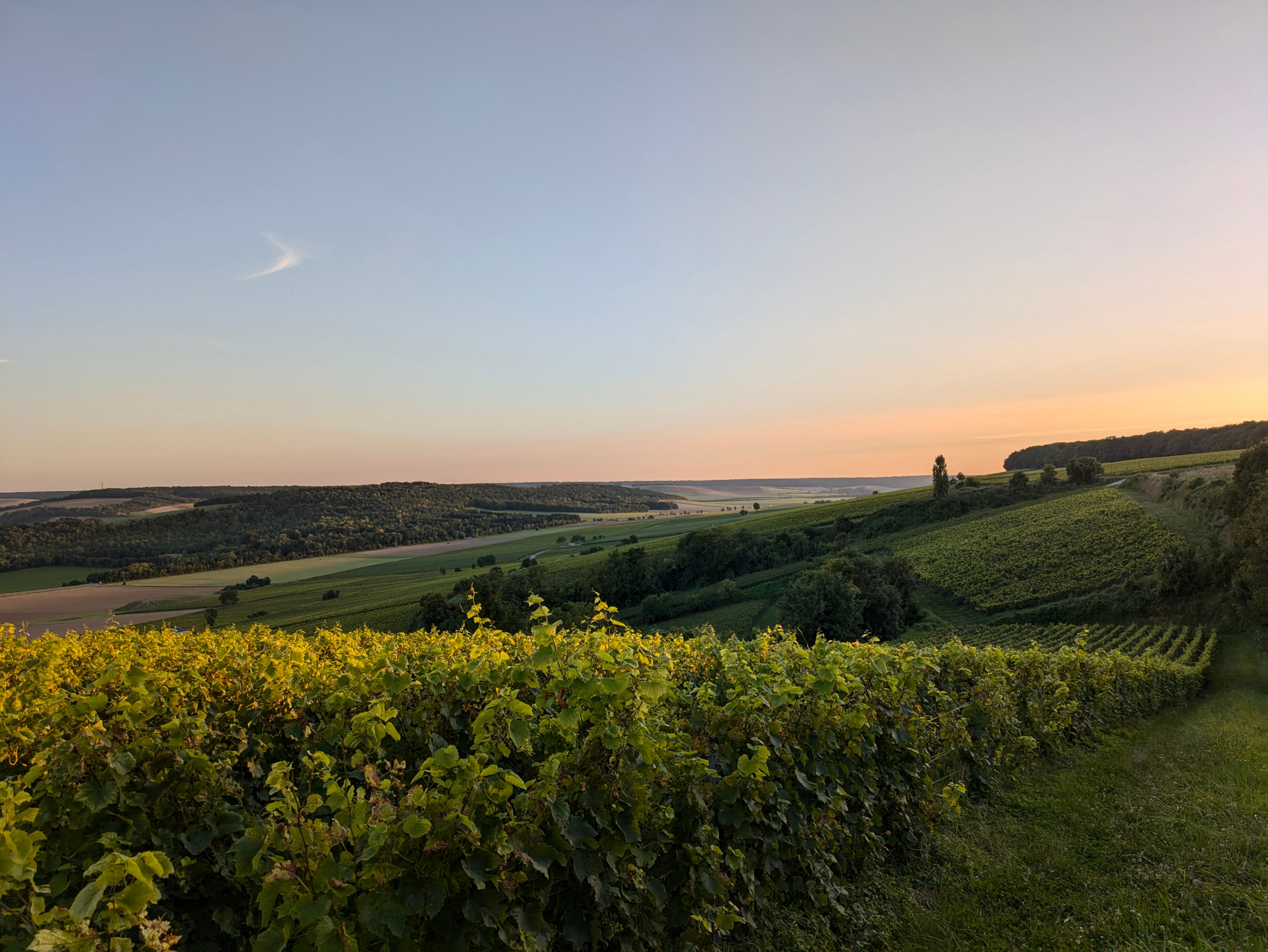 White Burgundy — Chardonnay from the Côte de Beaune at its finest.