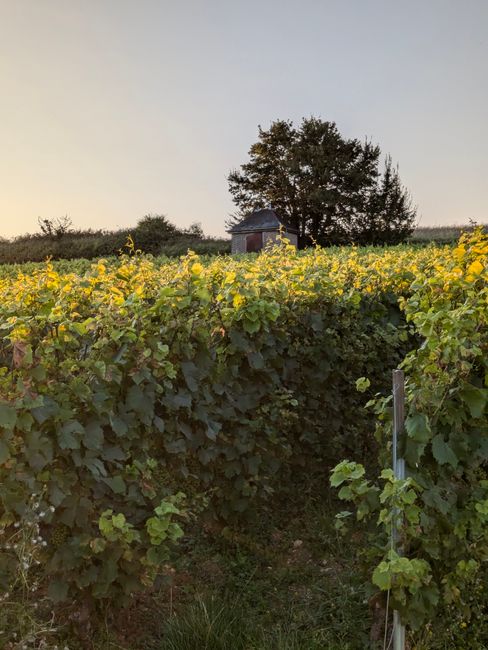 Lush vineyard landscape under a tranquil sunset in Montgueux, Grand Est, France.