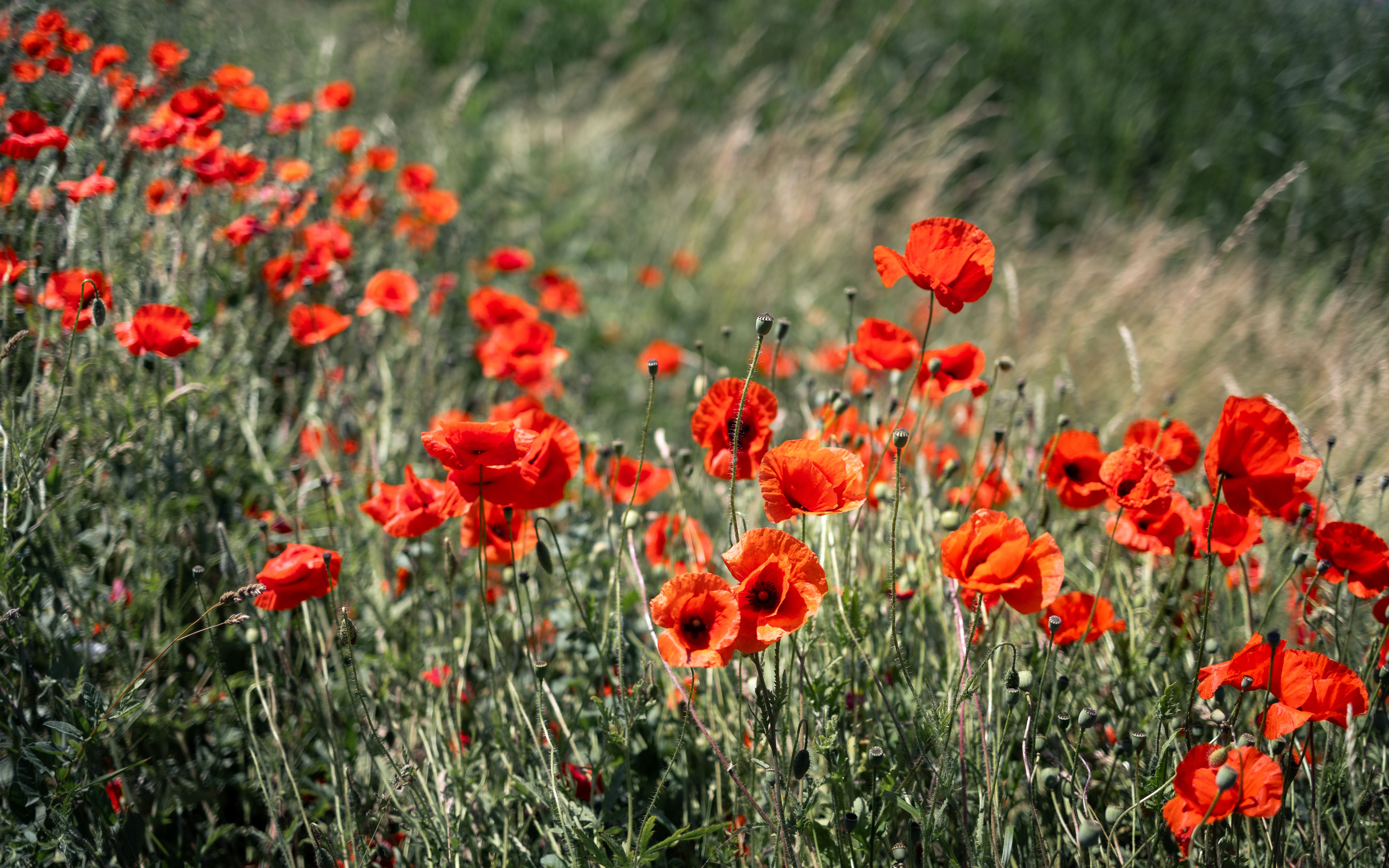 Red poppies in a field with tall grass · Free Stock Photo