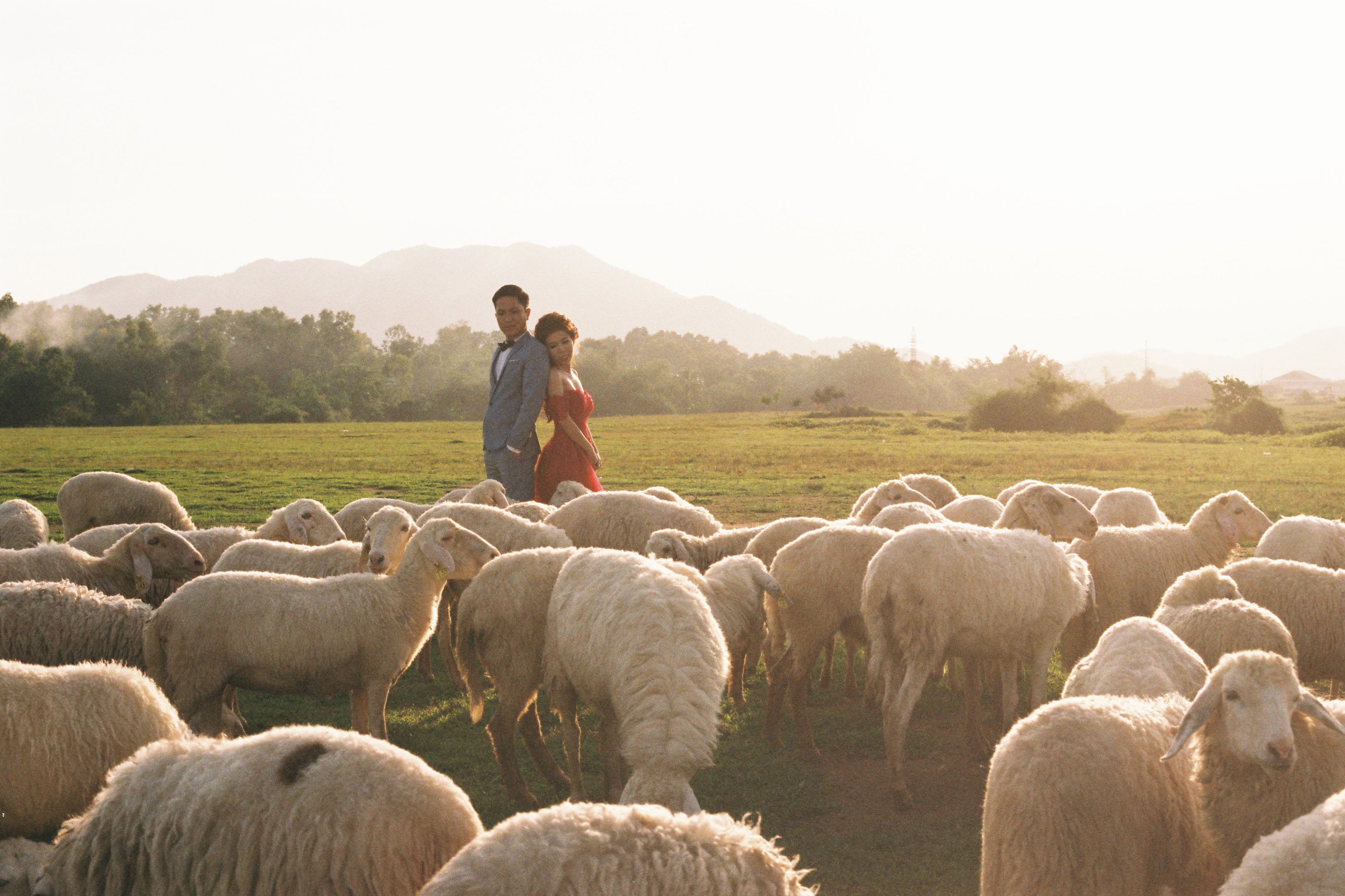 People Walking with Herd of Sheep · Free Stock Photo