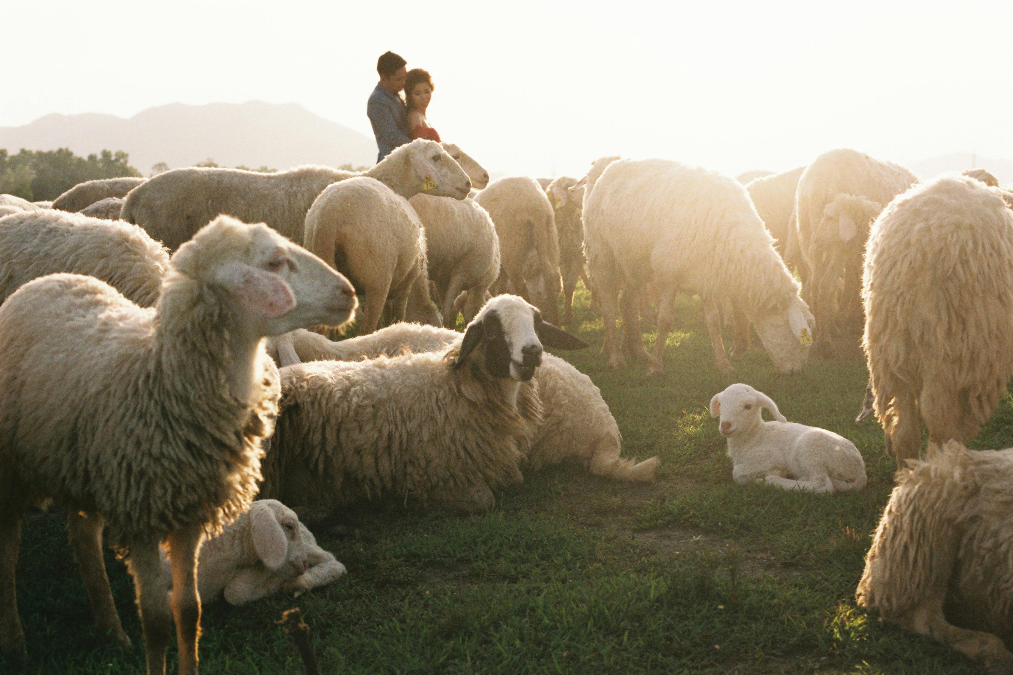 a couple is kissing in a field of sheep