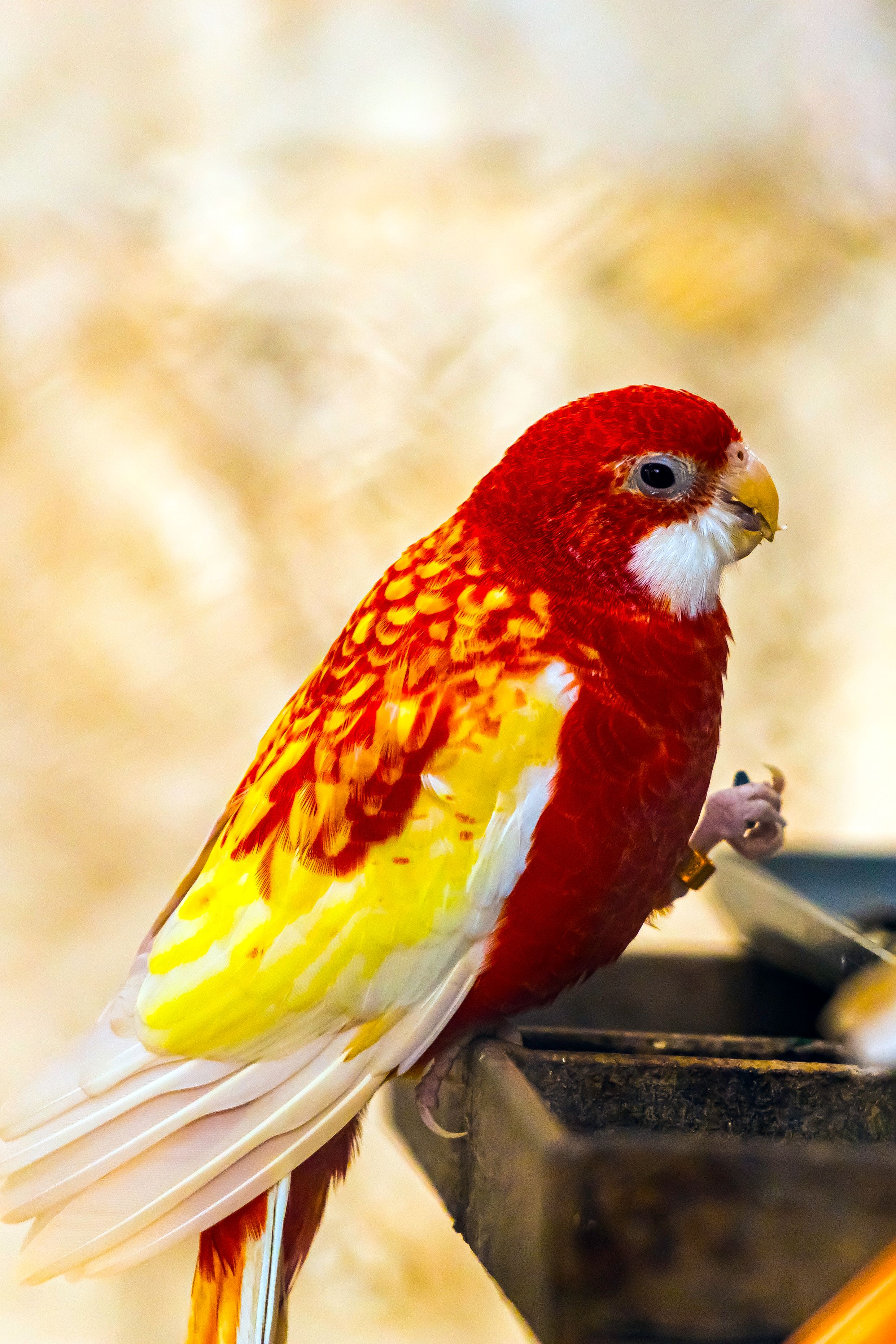 Red Bird · Free Stock Photo
