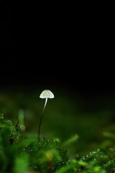 A delicate mushroom stands on a lush green mossy surface, creating a tranquil scene.