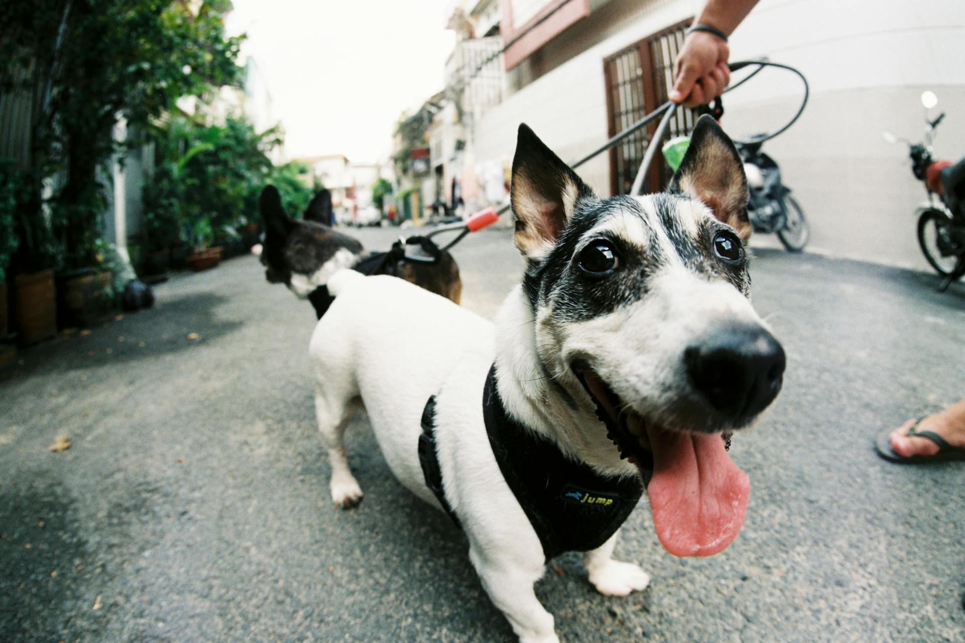 Extreme Close-up of Dogs on the Street