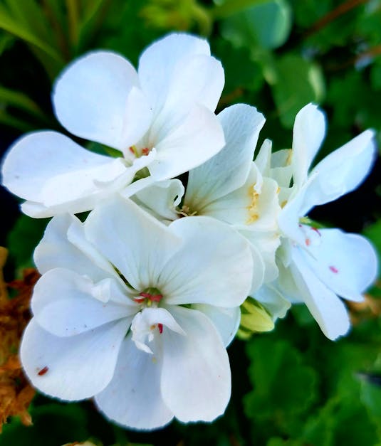 Free stock photo of amazing, beautiful flowers, mothernature