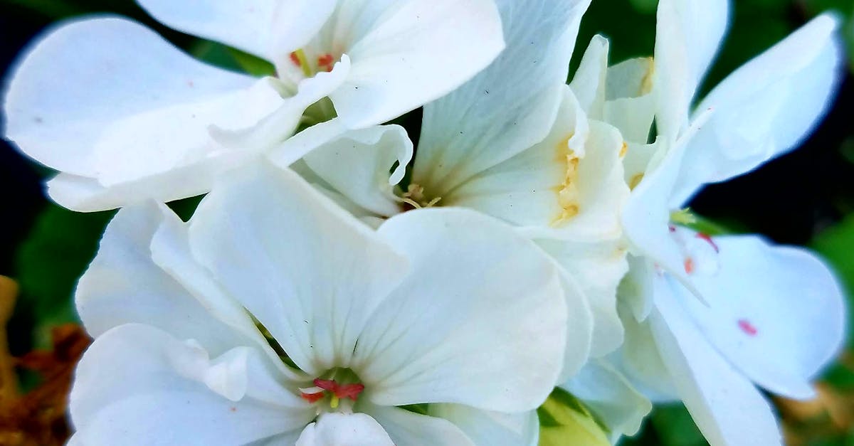 Free stock photo of amazing, beautiful flowers, mothernature