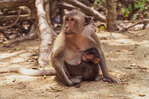 Gratis stockfoto met apen, baby, beesten Stockfoto
