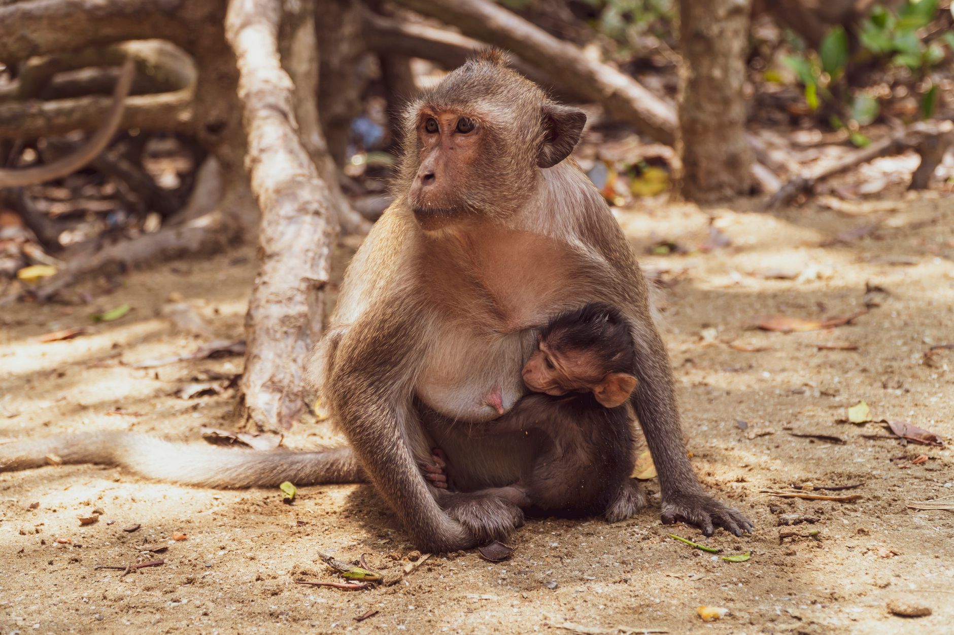 Une mère macaque berçant son bébé dans un décor de jungle ensoleillé au Vietnam.