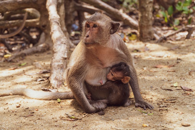 Baby Monkey Hugging Its Mother 