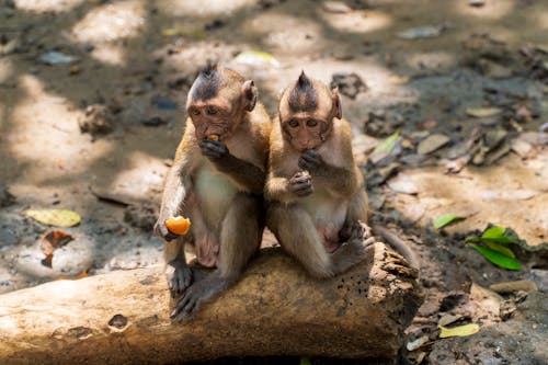 Foto Di Due Scimmie Sedute Sulla Roccia