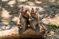 在丛林环境中，两只小猴子坐在原木上享受水果