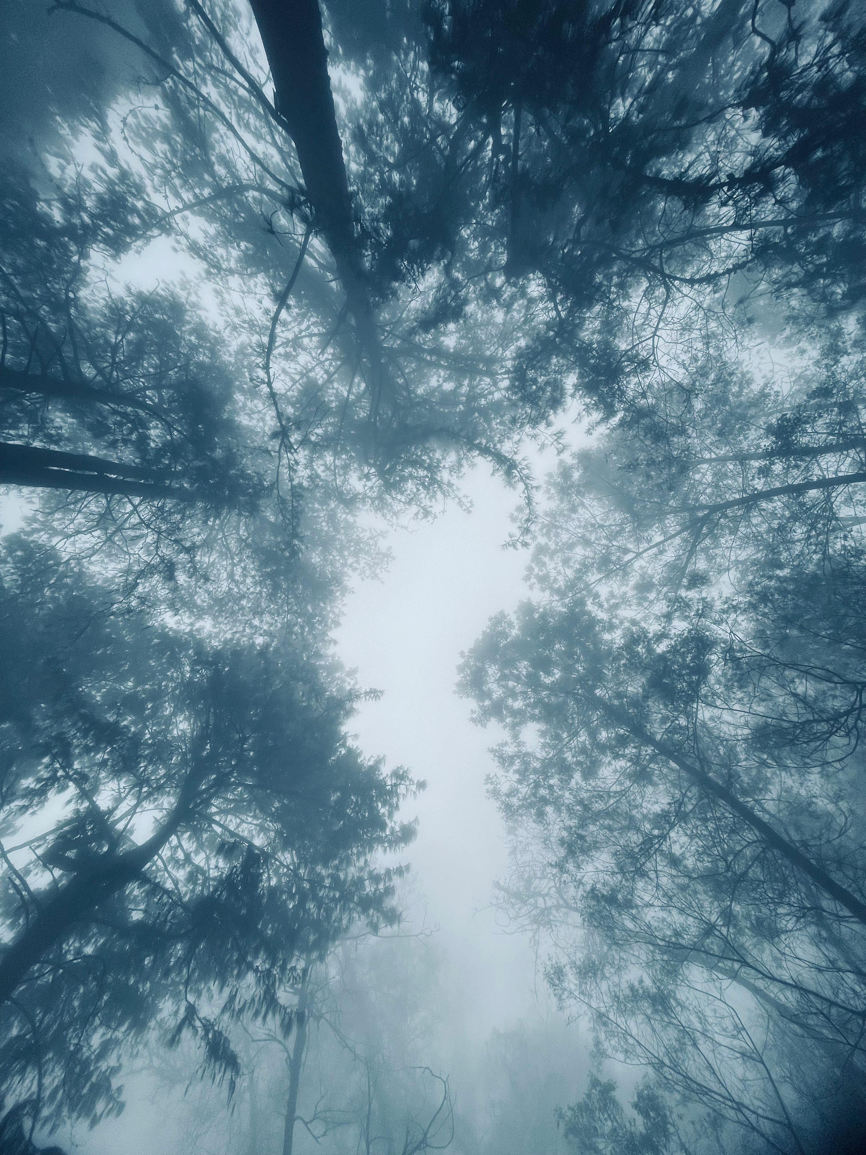 Landscape Photography of Road Between Trees · Free Stock Photo Landscape Photography of Road Between Trees · Free Stock Photo