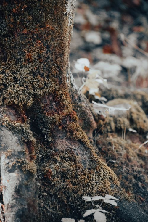 Free Close-up of a tree trunk covered in moss in a serene forest environment. Stock Photo