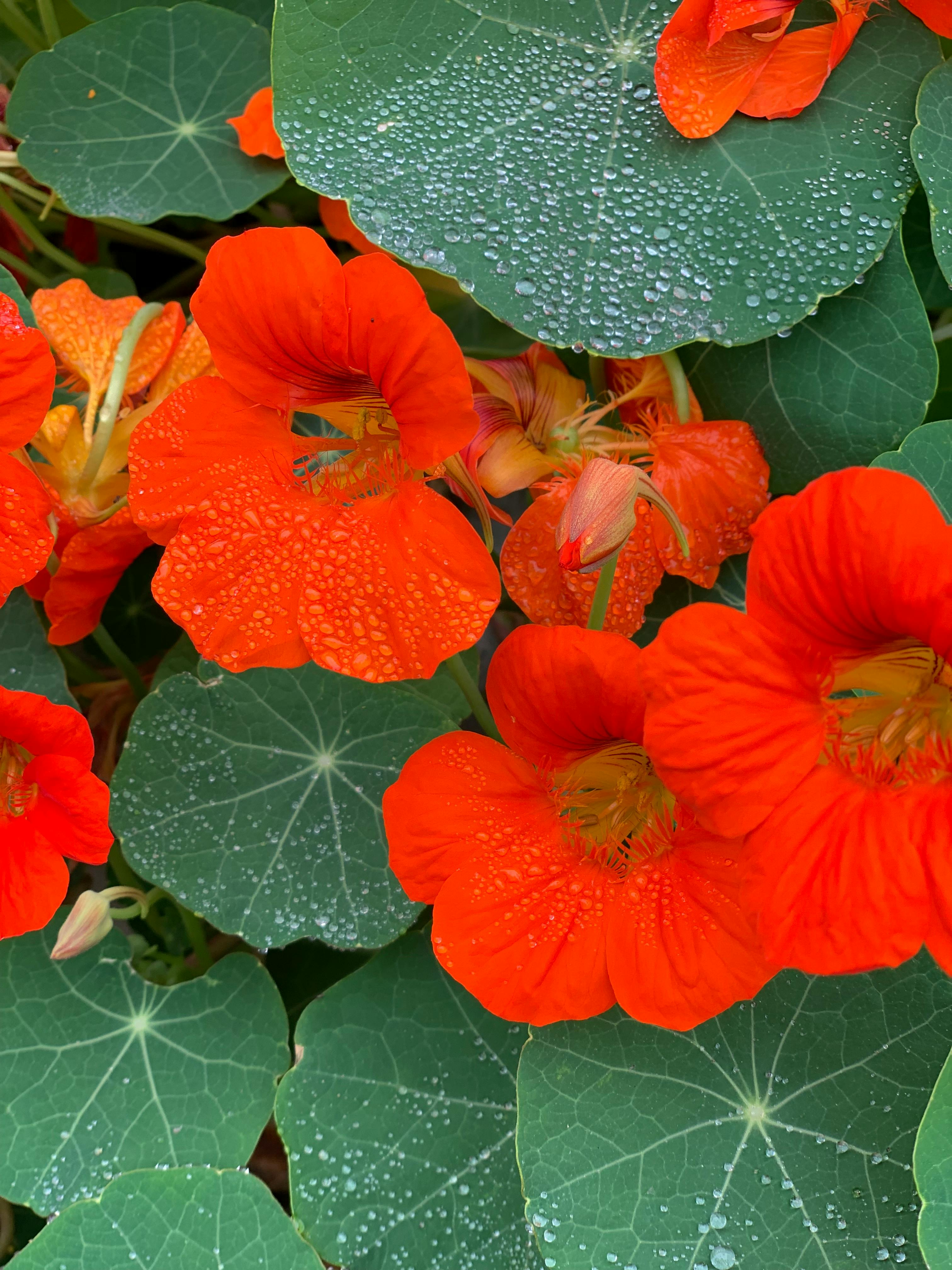 a close up of some red flowers with water droplets