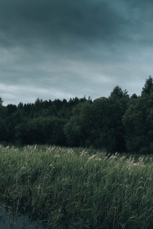 Free Peaceful natural scene with dense greenery under an overcast sky in Vitebsk, Belarus. Stock Photo