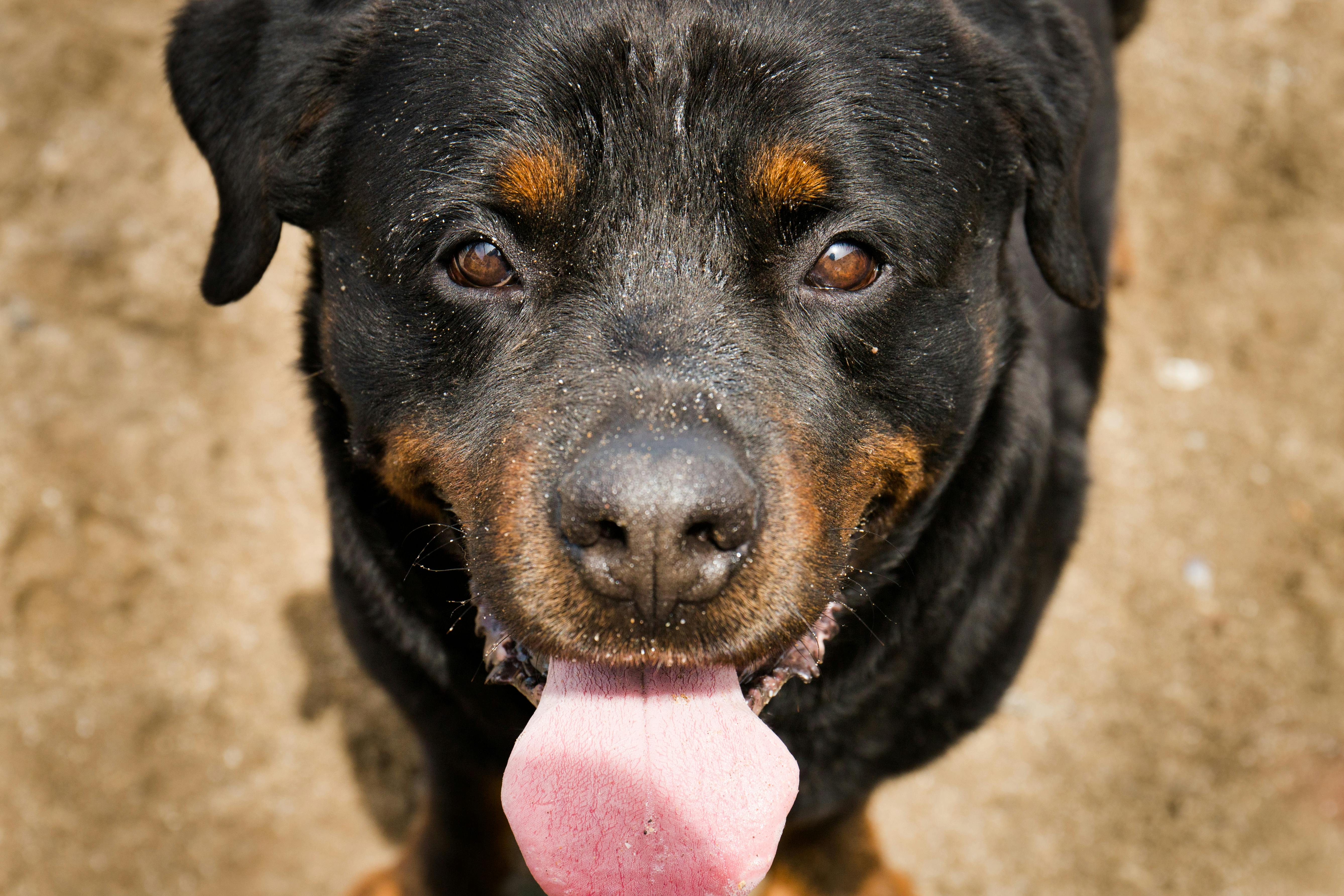 Adorable Rottweiler dog with a playful expression, tongue out, enjoying a sunny day.